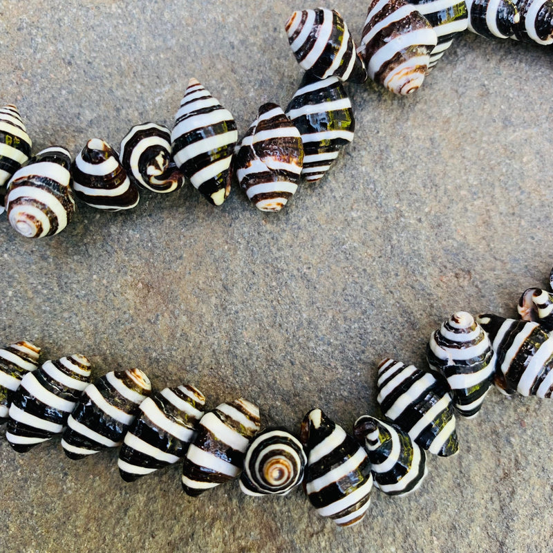 Zebra Shell Beads