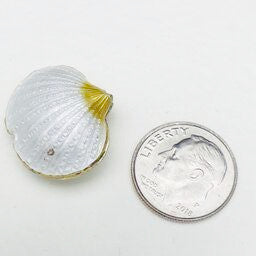 Cloisonne Shell Bead, Milky White 20mm